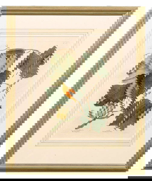 Print after Mark Catesby,: T.48, "[Icterus]…The Baltimore Bird" in "[Arbor Tulipifera]…The Tulip Tree", from [The Natural History of Carolina, Florida and The Bahama Islands, 1731-1743], after Mark Catesby (British, 1679-17