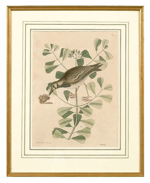 Mark Catesby print,: "[Morinellus marinus…Frutex…]", marked "T.72" upper right corner, from [The Natural History of Carolina, Florida and Bahama Islands], London, 1731-1743, conjoined "MC" monogram in plate (Mark Cate