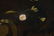 590: Flemish School still life painting, - 8