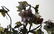 Pair of Jade Bonsai Trees in Cloisonne Planters - 12