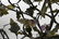 Pair of Jade Bonsai Trees in Cloisonne Planters - 13