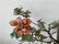 Pair of Jade Bonsai Trees in Cloisonne Planters - 16