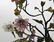 Pair of Jade Bonsai Trees in Cloisonne Planters - 5