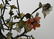 Pair of Jade Bonsai Trees in Cloisonne Planters - 7