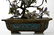 Pair of Jade Bonsai Trees in Cloisonne Planters - 9