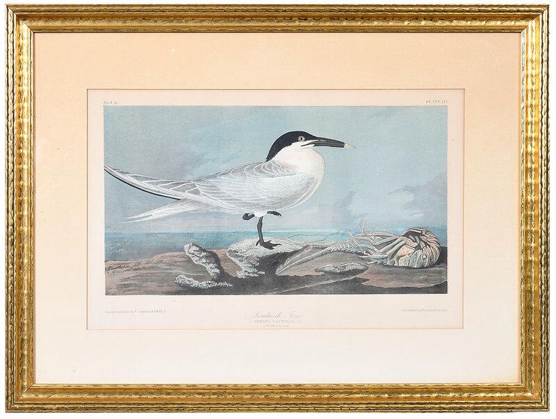 After John James Audubon: (New York, 1785-1851)Sandwich Tern, plate 4-6, from The Birds of America,ÿNew York, Julius Bien, printer, 1860,ÿchromolithograph on wove paper,ÿimage 10 1/4 x 18-5/8 in. page 15-1/4 x 22-3/4 in.; g
