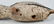 Three Carved and Painted Shore Birds, One Signed - 9