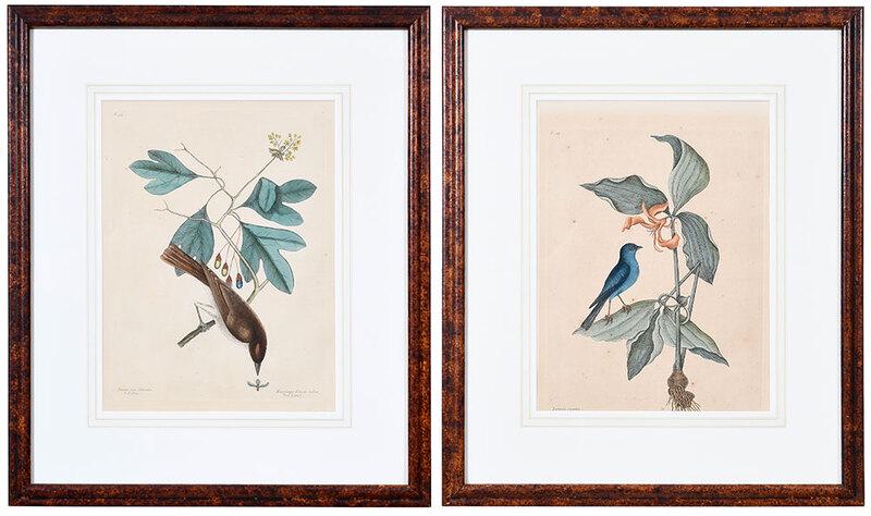 Mark Catesby: (British, 1679-1749)Two ornithological plates fromÿNatural History of Carolina, Florida, and the Bahama Islands, Vol. 1, 3rd edition,ÿVolume 1; The Tyrant (Eastern Kingbird), T. 55; The Blew Linnet,