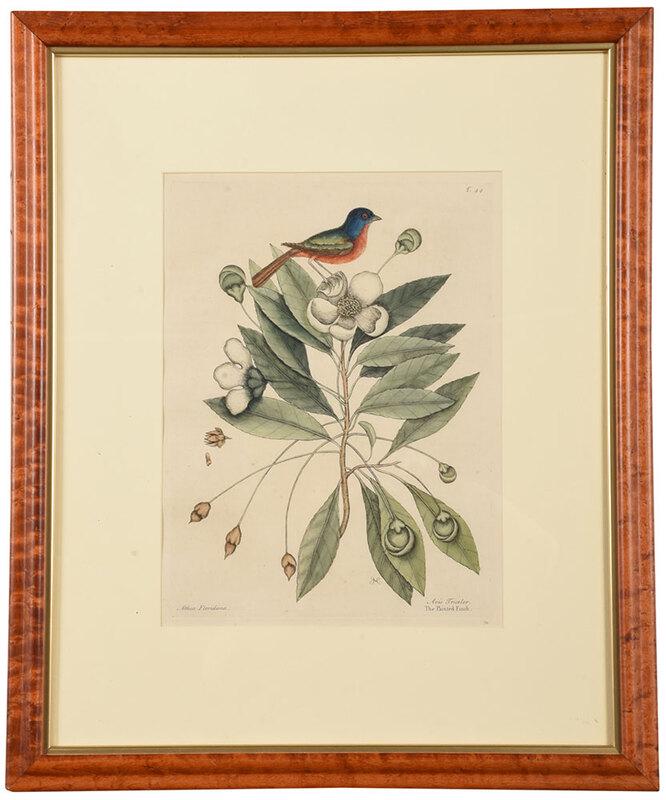 Mark Catesby: (British, 1679-1749)The Painted Finch, T.44, fromÿThe Natural History of Carolina, Florida and The Bahama Islands, London, 1754 edition, signed lower right with monogram "MC", hand-colored etching on