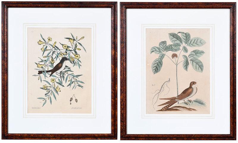 Mark Catesby: (British, 1679-1749)Two ornithological plates fromÿNatural History of Carolina, Florida, and the Bahama Islands, London, 3rd edition; The Blackcap Fly-Catcher, Yellow Jessamy (Jasmine), T 53; The Whi