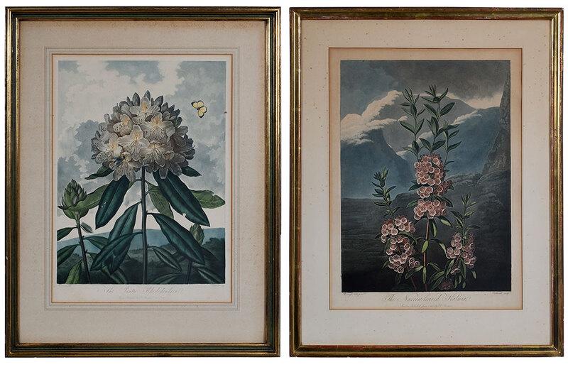 Robert John Thornton, Publisher: (British, 1768-1837)Two plates from The Temple of Flora, 1799-1810:ÿThe Pontic Rhododendron, 1802,ÿThe Narrow-leaved Kalmia, 1804, image 18-1/4 x 13-5/8 in., large folio, aquatint, mezzotint and sti