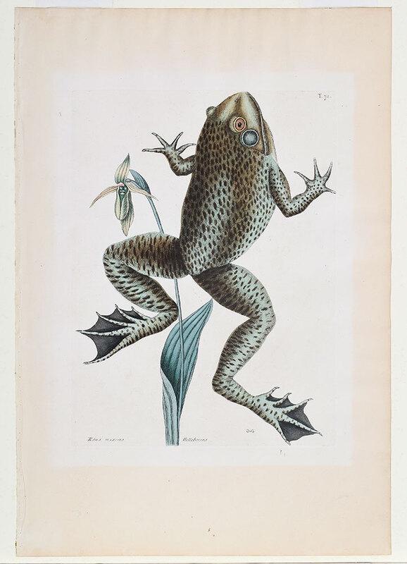 Mark Catesby: (British, 1679-1749)The Bull Frog, T. 72ÿfrom The Natural History of Carolina, Florida and The Bahama Islands, Vol. 2, London, 1771-1810, plate 13-5/8 x 10 in., hand colored etching on wove paper wit
