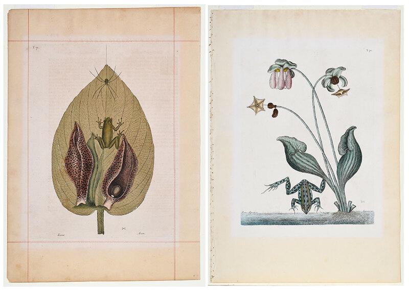 Mark Catesby: (British, 1679-1749)ÿTwo plates from The Natural History of Carolina, Florida and The Bahama Islands, Vol. 2, London, 1771-1810: T. 70ÿThe Water Frog,ÿplate 13-3/8 x 10 in. sheet 21 x 14-1/4 in.; T