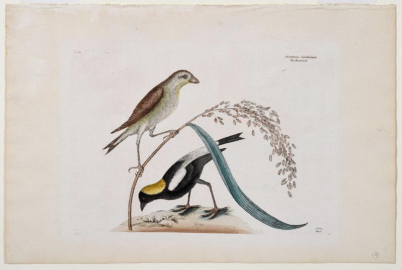 Mark Catesby: (British, 1679-1749)The Rice-bird, T. 14 from The Natural History of Carolina, Florida and The Bahama Islands, Vol. 1, London, 1771-1810, hand colored etching on wove paper, plate 10-1/8 x 14 in. shee