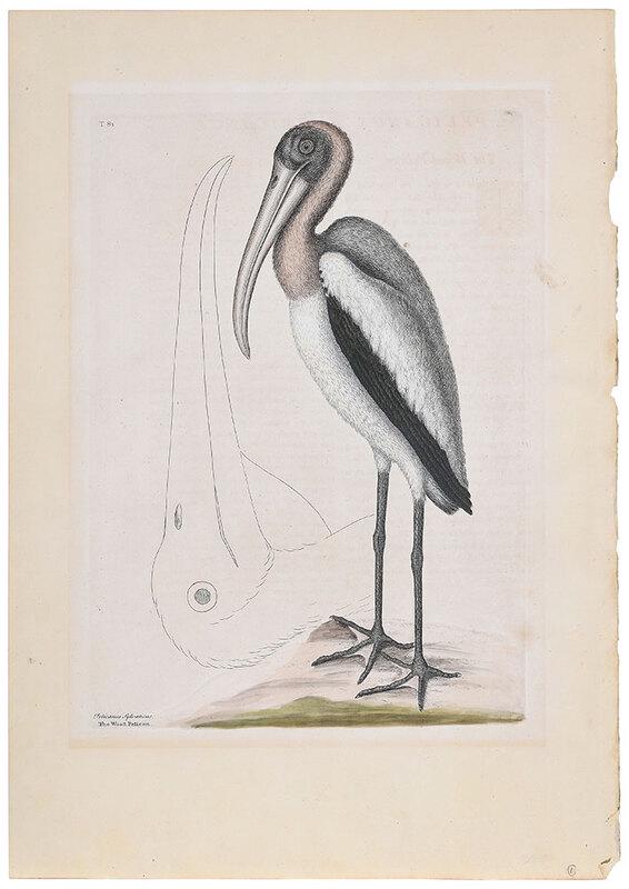 Mark Catesby: (British, 1679-1749)The Wood Pelican, T. 81 from The Natural History of Carolina, Florida and The Bahama Islands, Vol. 2, London, 1771 edition, hand colored etching on laid paper with watermark, plate