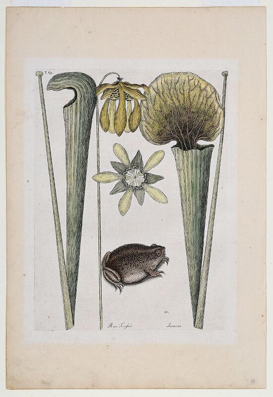 Mark Catesby: (British, 1679-1749)ÿThe Land Frog, T. 69 from The Natural History of Carolina, Florida and The Bahama Islands, Vol. 2, London, 1731-1743, hand colored etching on laid paper with watermark, plate 13-