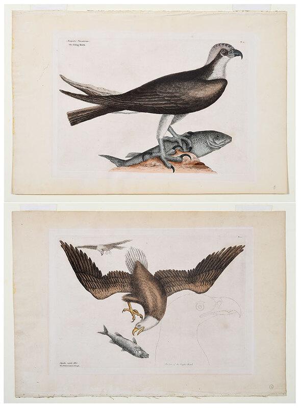 Mark Catesby: (British, 1679-1749)Two plates from The Natural History of Carolina, Florida and The Bahama Islands, Vol. 2, London, 3rd edition, T. 1 The White-headed Eagle (Bald Eagle), plate 10-1/8 x 14-5/8 in; T.