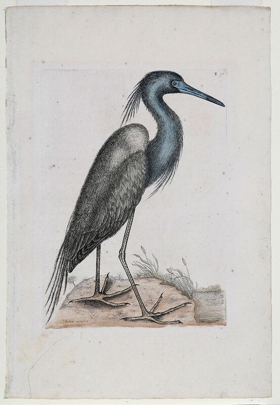Mark Catesby: (British, 1679-1749)The Little Blue Heron, T. 76 from The Natural History of Carolina, Florida and The Bahama Islands, Vol. 1, London, 1731-1743, hand colored etching on laid paper with watermark, pla