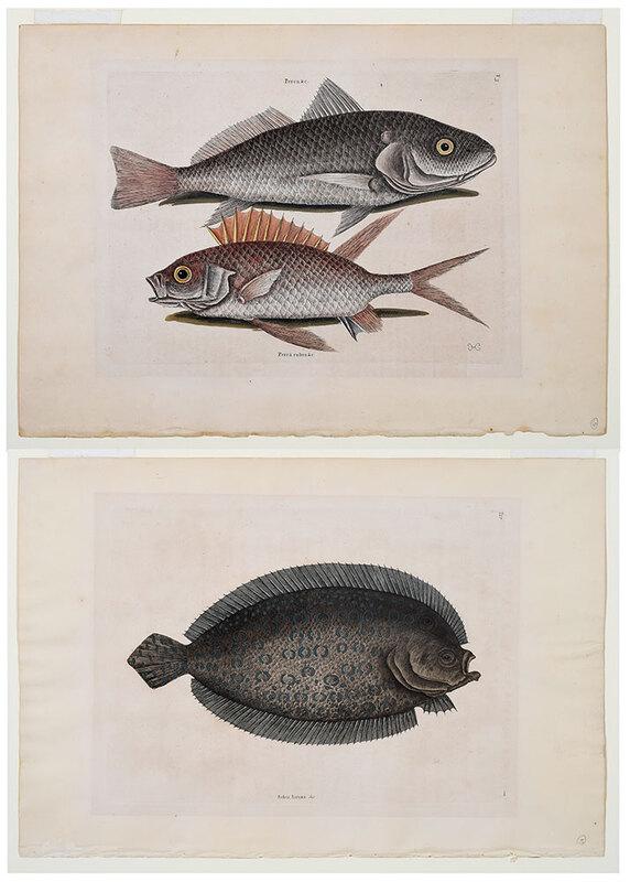 Mark Catesby: (British, 1679-1749)Two plates from The Natural History of Carolina, Florida and The Bahama Islands, Vol. 2, London: T. 3 Atlantic Croaker, Longspine Squirrelfish, 1754, plate 10-3/8 x 13-7/8 in. shee