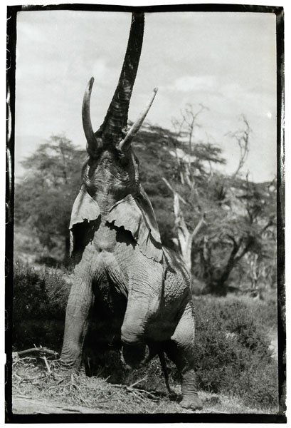 Peter Beard photograph,: "Elephant Reaching for the last Branch on a Tree, Kenya", from [The End of the Game: Last Word from Paradise,] Viking Press, New York, 1965, oversized silver gelatin print, circa 1960, 74-1/2 x 51-1/2