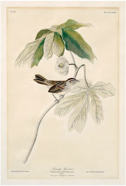 Havell Edition Audubon print,: "Swamp Sparrow", plate LXIV, with credit given in plate as a tribute to Lucy Audubon, after John James Audubon, American, 1785-1851, hand-colored engraving with aquatint and etching on paper, unframed