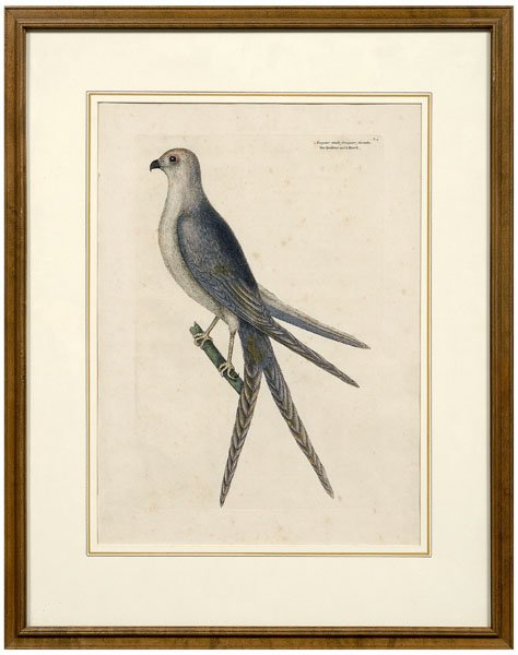 Mark Catesby etching
