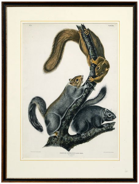 Bowen edition Audubon print,: [Sciurus Cinereus…Cat Squirrel,] plate XVII from [The Viviparous Quadrupeds of North America,] 1845-48, imperial folio size, after John James Audubon, American, 1785-1851, hand-colored lithograph, 2