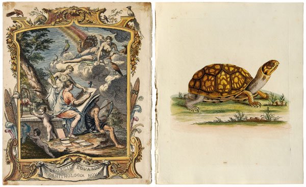 Two George Edwards prints: (1694-1773), from [A Natural History of Uncommon Birds,] London, 1743-1751: frontispiece showing the author/artist in classical attire in a setting with birds, path, goddesses within a shaped border h