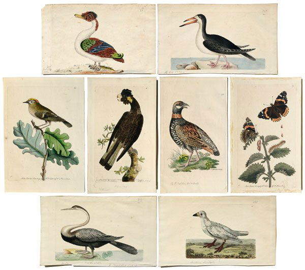 Eight prints by Nodder,: from George Shaw, [The Naturalist's Miscellany,] 1789-1813, illustrated and engraved by Frederick Polydore Nodder (1770(?)-1800) until his death, then illustrated by his son, R.P. Nodder: muscovy duck