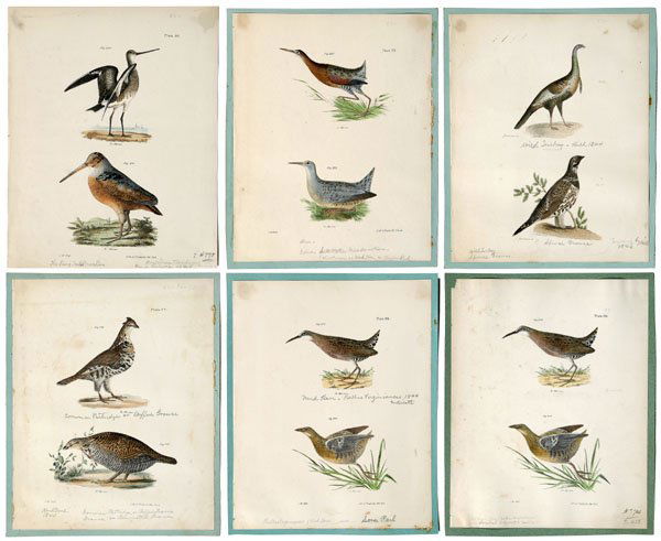 Six J.W. Hill lithographs: (John W. Hill, Philadelphia, Pennsylvania, 1812-1879), from James E. DeKay, [Zoology of New York or the New York Fauna, Part II. Birds:] birds including the American Woodcock, Wild Turkey, Common Part