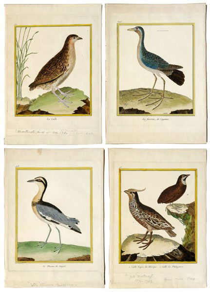 Four bird prints by Francois Martinet: (Francois Nicolas Martinet, French, 1725-1804), from [Histoire Naturelle Des Oiseaux,] 1770-1786: [LaCaille,] [Le Pluvian du Senegal,] [La Favorite, de Cayenne,] [Caille Hupee du Mexique,] and [Caille