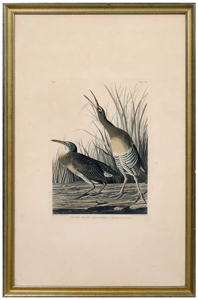 Havell edition Audubon print,