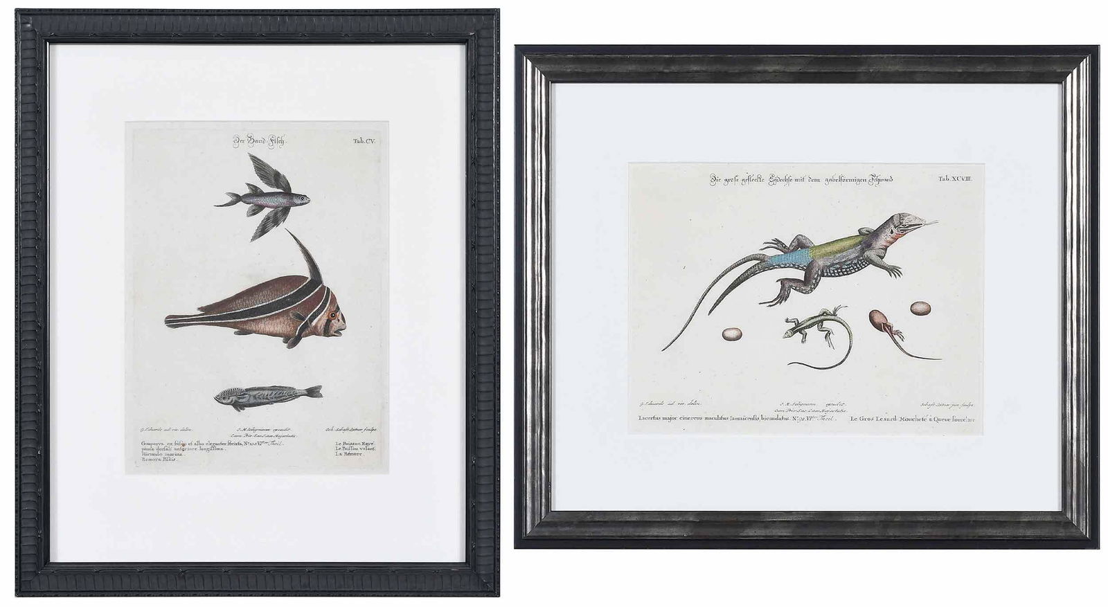 After Mark Catesby: (British, 1679-1749) Two handcolored etchings, Johann Michael Seligmann (1720-1762), from Sammlung verschiedenerÿAusl„ndischerÿund seltener vogel, Nuremburg, 1749-1773; Tab. CV, plate 10-5/8 x 8 i