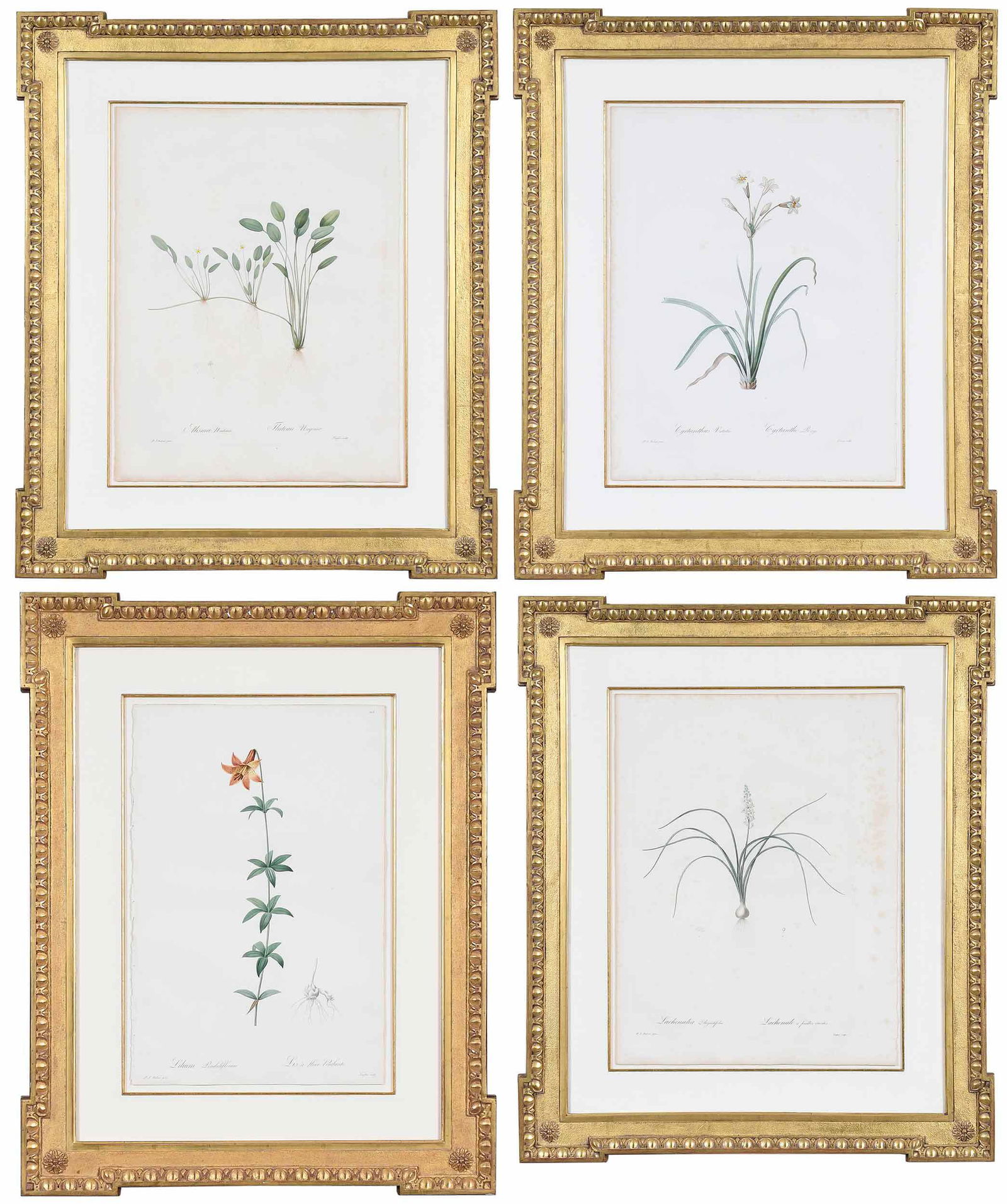 Pierre Joseph Redout‚ (1 of 20)