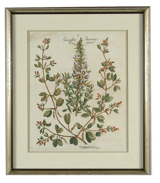Two botanical prints, Basilius Bessler (1 of 2)