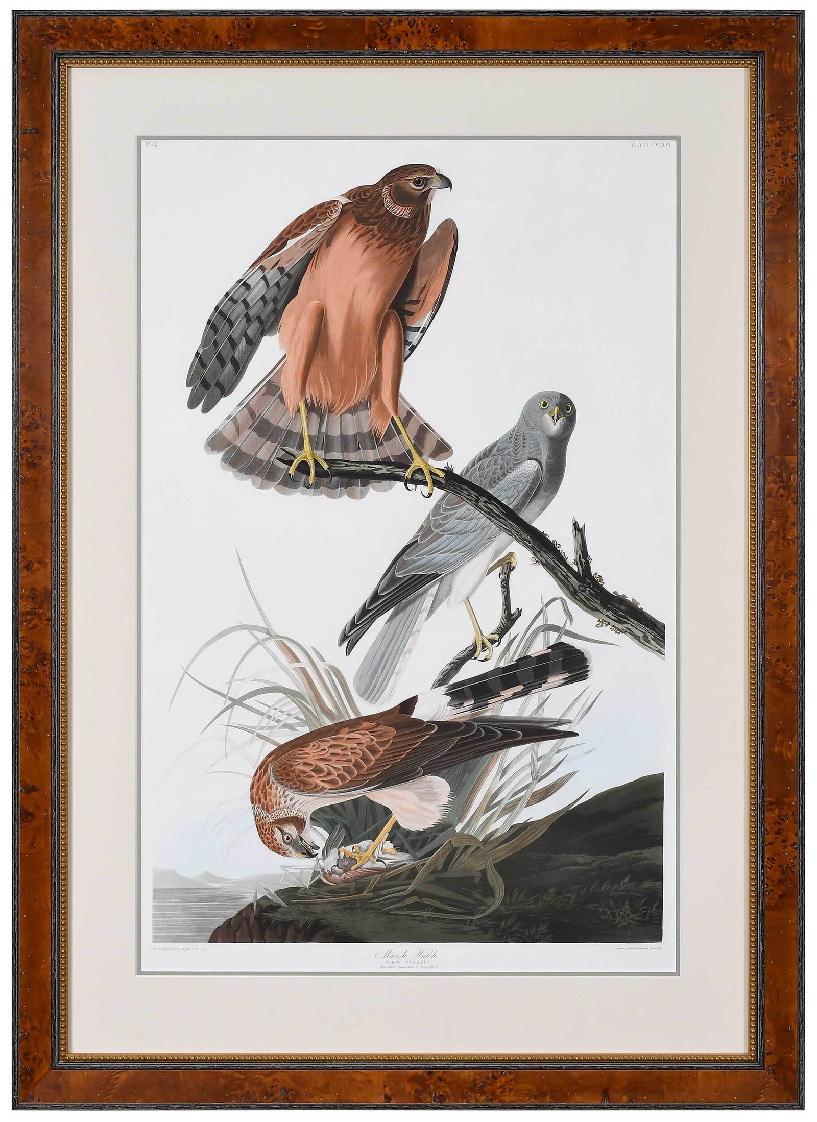 John James Audubon: (New York, 1785-1851) Marsh Hawk, Plate CCCLVI from The Birds of America, London, 1827-1838, Havell edition, hand colored engraving with etching and aquatint on paper with "J. Whatman/1837" watermark.