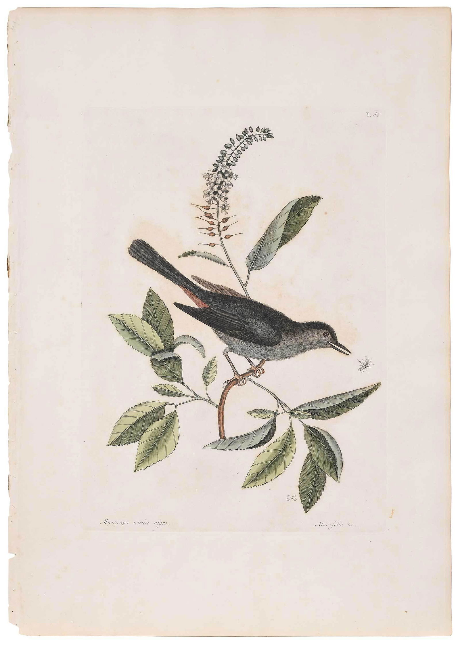 Mark Catesby: (British, 1679-1749)ÿ The Cat-bird (Alni-folia nigro), T. 66 from The Natural History of Carolina, Florida and The Bahama Islands, 1731-1743, Vol. 1, signed in plate with monogram "MC",ÿ hand colore