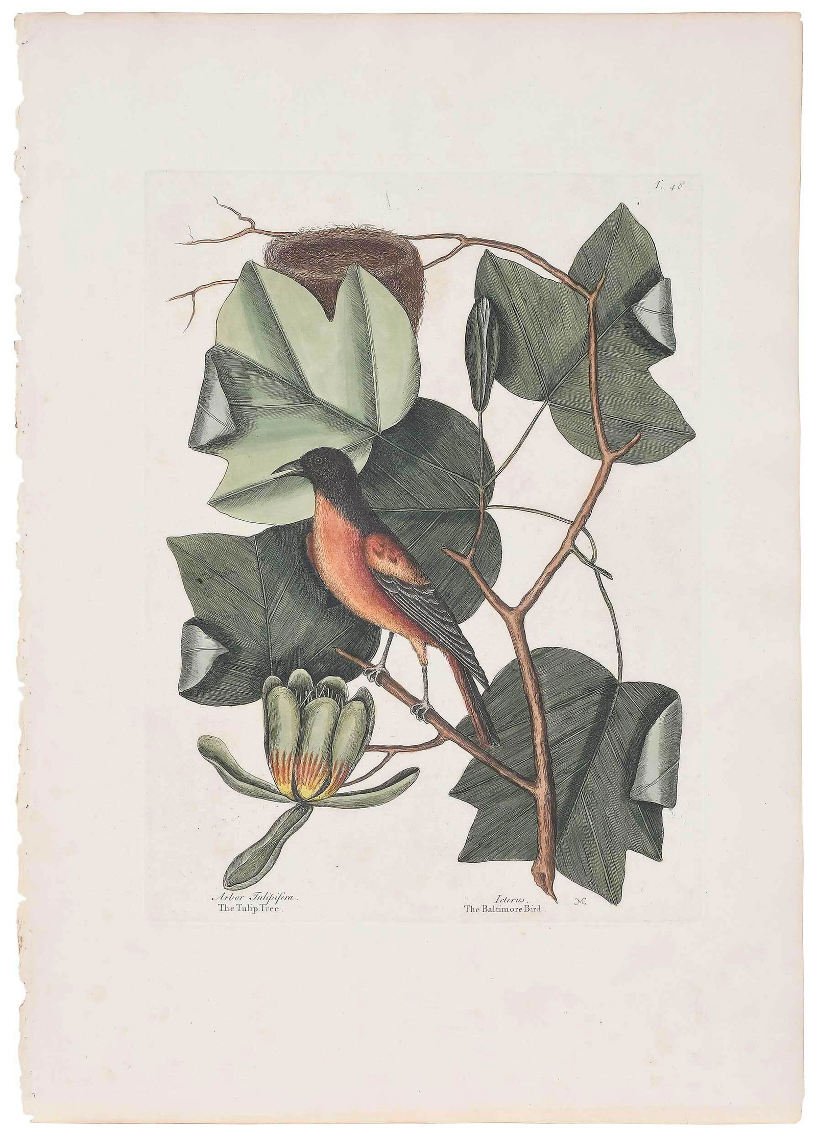 Mark Catesby: (British, 1679-1749) The Baltimore Bird, T. 48 from The Natural History of Carolina, Florida and The Bahama Islands, 1731-1743, Vol. 1, hand-colored engraving on laid paper with Strasburg Lily "GR" wa