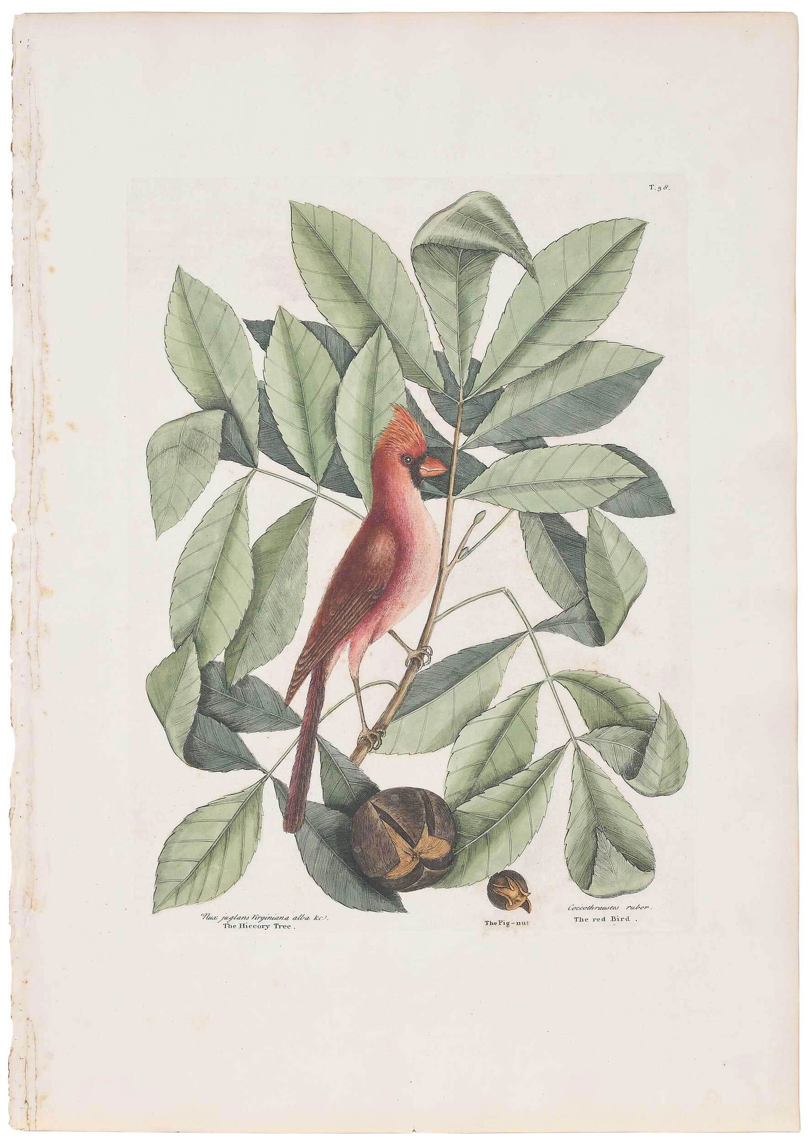 Mark Catesby: (British, 1679-1749)ÿ ÿ The Red Bird/Pig-nut/HiccoryTree, T. 38, from The Natural History of Carolina, Florida and The Bahama Islands, 1731-1743, Vol. 1, hand-colored engraving on laid paper with St