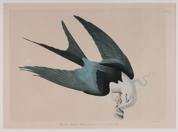 After John James Audubon: (New York, 1785-1851), "Swallow-Tailed Hawk, Plate 18", chromolithograph on wove paper, from [The Birds of America,] New York, John James Audubon, 1860, lithography by Julius Bien, double elephant fol