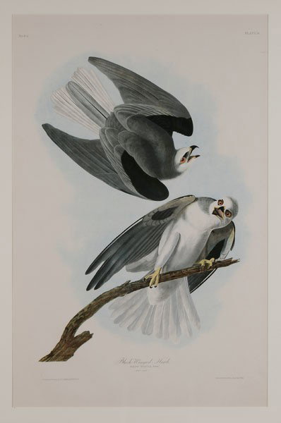 After John James Audubon: (New York, 1785-1851), "Black-Winged Hawk, Plate 16", chromolithograph on wove paper, double elephant folio, from John Woodhouse Audubon, [The Birds of America,] New York, 1860: lithography by Julius 