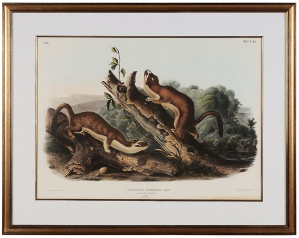 After John James Audubon: (New York, 1785-1851), "Bridled Weasel, Plate LX", hand-colored lithograph on wove paper, from [The Viviparous Quadrupeds of North America,] John James Audubon, Philadelphia, 1845-1848, imperial folio