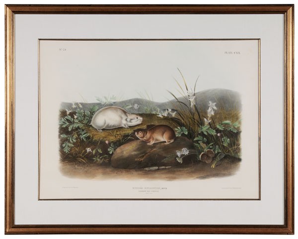 After John James Audubon: (New York, 1785-1851), "Hudsons Bay Lemming, Plate CXIX", hand-colored lithograph on wove paper, from [The Viviparous Quadrupeds of North America,] John James Audubon, Philadelphia, 1845-1848, imperia