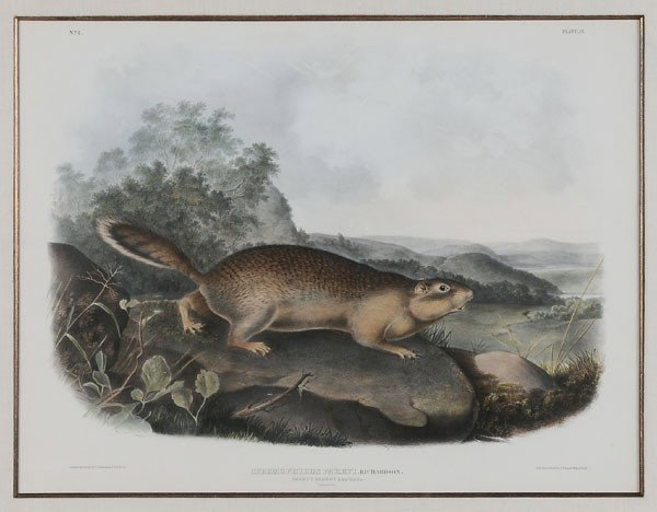 After John James Audubon: (New York, 1785-1851), "Parry's Marmot Squirrel, Plate IX", hand-colored lithograph on wove paper, from [The Viviparous Quadrupeds of North American,] John James Audubon, New York, 1849, octavo editio