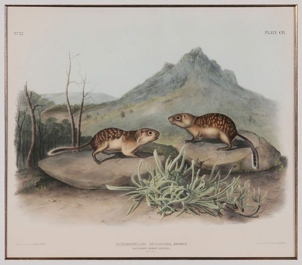 After John James Audubon: (New York, 1785-1851), "California Marmot Squirrel, Plate CIX", hand-colored lithograph on wove paper, from [The Viviparous Quadrupeds of North American,] John James Audubon, New York, 1849, octavo ed