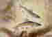 item-121085256=2