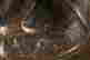 item-121085296=11