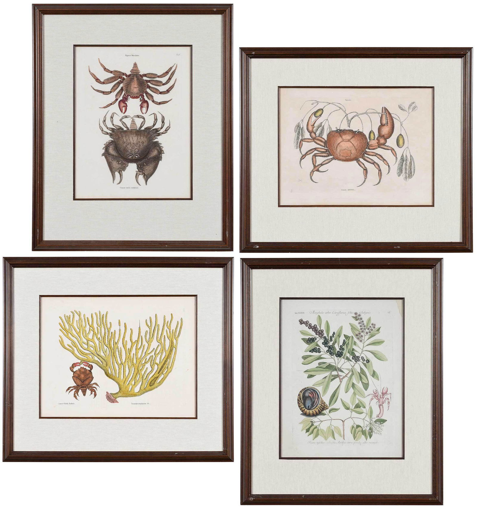Mark Catesby: (British, 1679-1749) Four crab plates from The Natural History of Carolina, Florida and The Bahama Islands, Volume 2: T. 32 Purple Land Crab, signed with monogram in plate, 1754 edition, hand colored