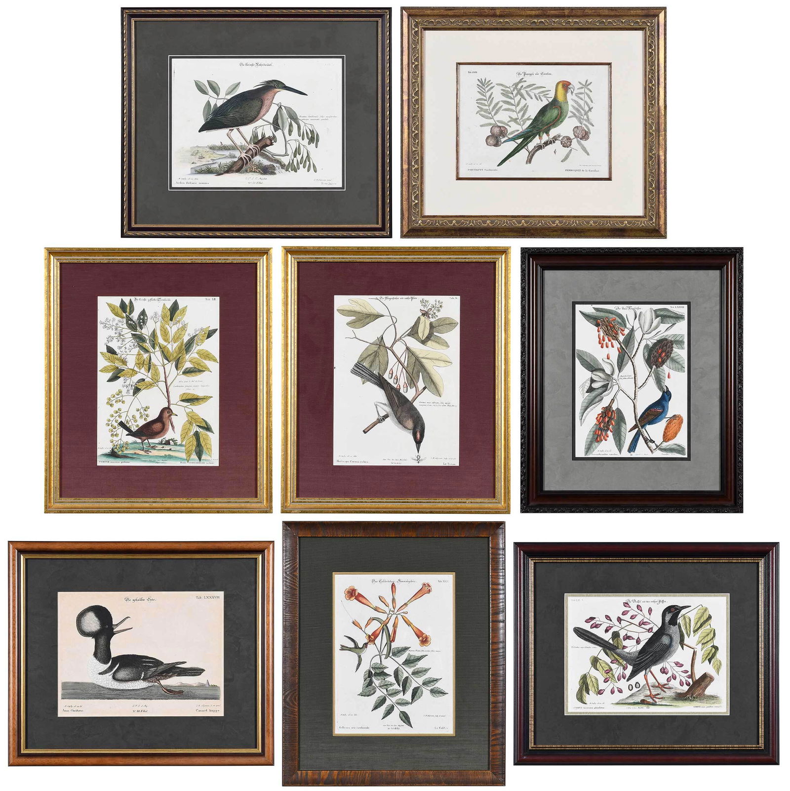 After Mark Catesby: (British, 1679-1749) Eight plates from Sammlung Verschiedener Ausl„ndischer und Seltener Vogel, Nuremberg, 1749-1776, by Johann Michael Seligmann (German 1720-1762), includes Tab. XXII Parrot of Car