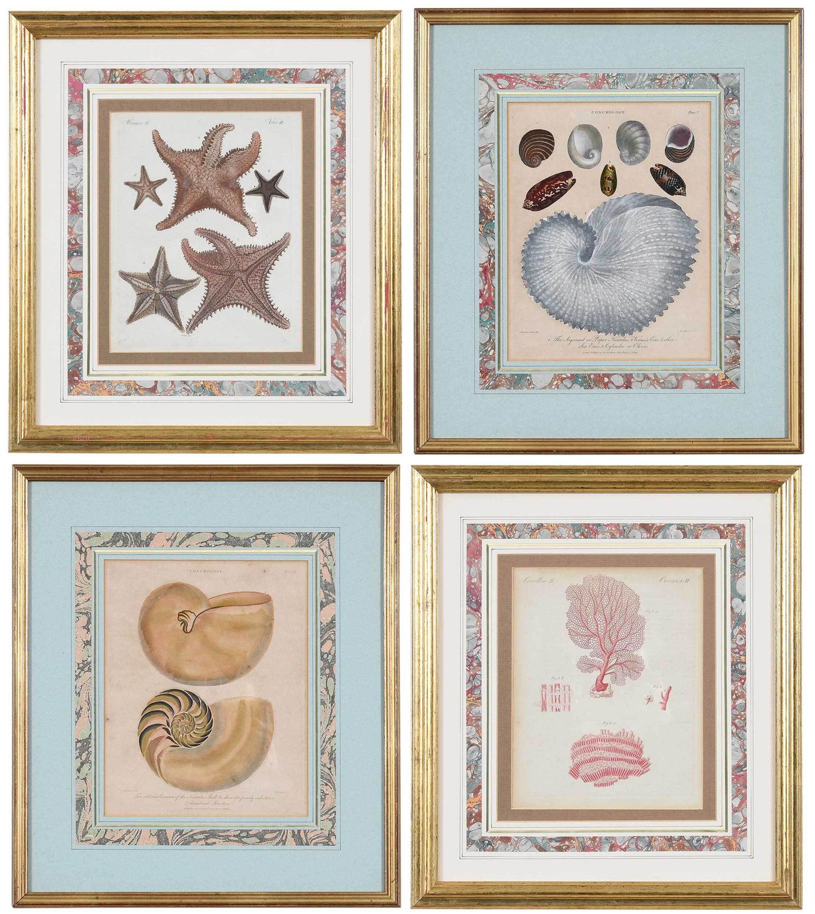 After Albertus Seba (1 of 9)